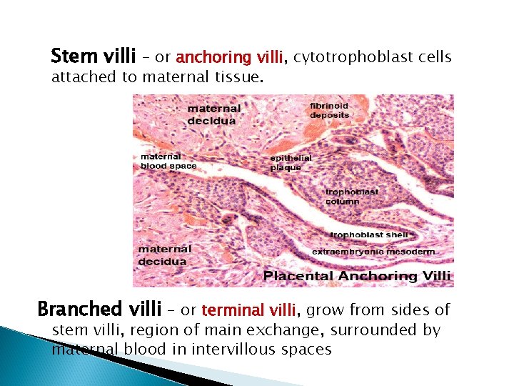 Stem villi - or anchoring villi, cytotrophoblast cells attached to maternal tissue. Branched villi