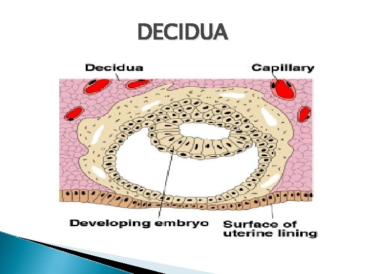 DECIDUA 