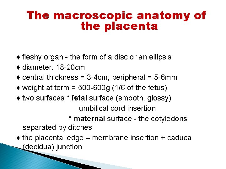 The macroscopic anatomy of the placenta ♦ fleshy organ - the form of a