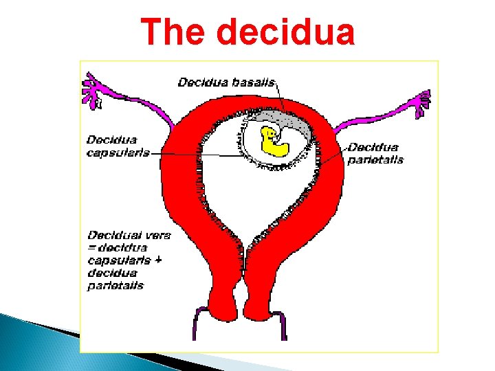 The decidua 