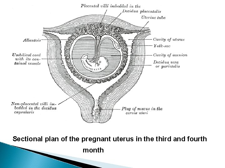 Sectional plan of the pregnant uterus in the third and fourth month 