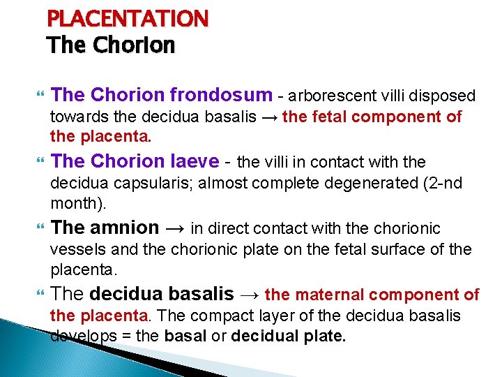 PLACENTATION The Chorion frondosum - arborescent villi disposed towards the decidua basalis → the