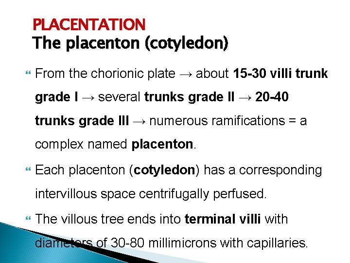 PLACENTATION The placenton (cotyledon) From the chorionic plate → about 15 -30 villi trunk