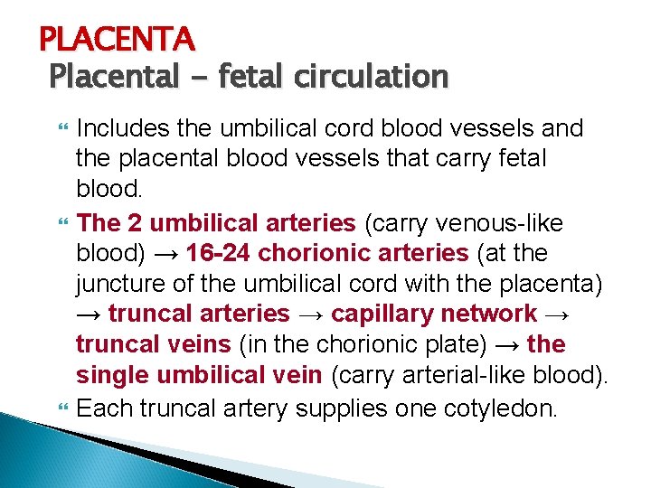 PLACENTA Placental - fetal circulation Includes the umbilical cord blood vessels and the placental