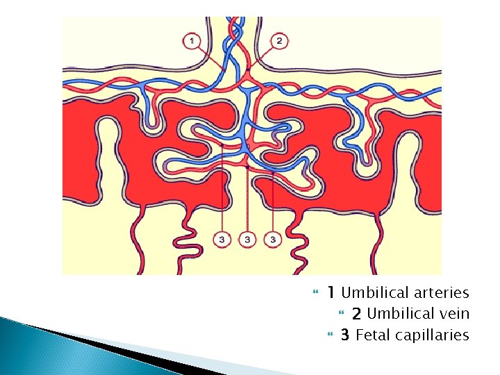  1 Umbilical arteries 2 Umbilical vein 3 Fetal capillaries 