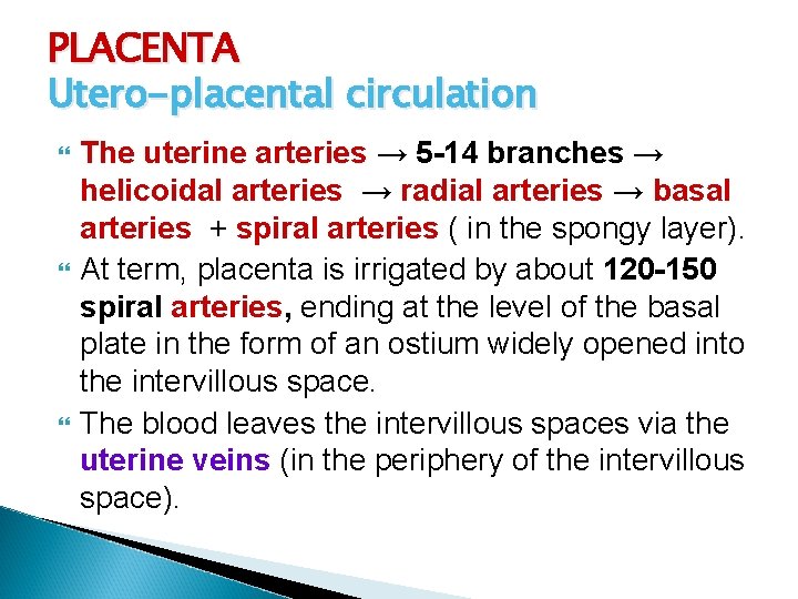 PLACENTA Utero-placental circulation The uterine arteries → 5 -14 branches → helicoidal arteries →