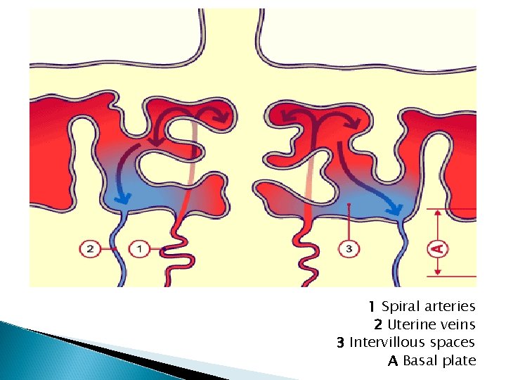 1 Spiral arteries 2 Uterine veins 3 Intervillous spaces A Basal plate 