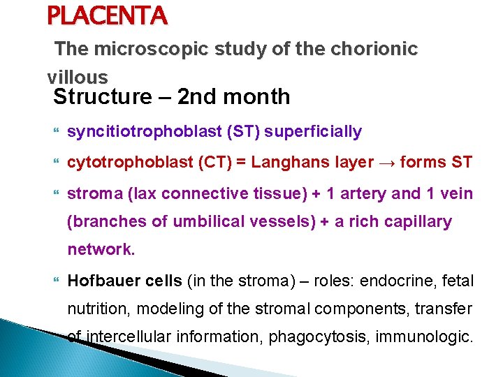 PLACENTA The microscopic study of the chorionic villous Structure – 2 nd month syncitiotrophoblast