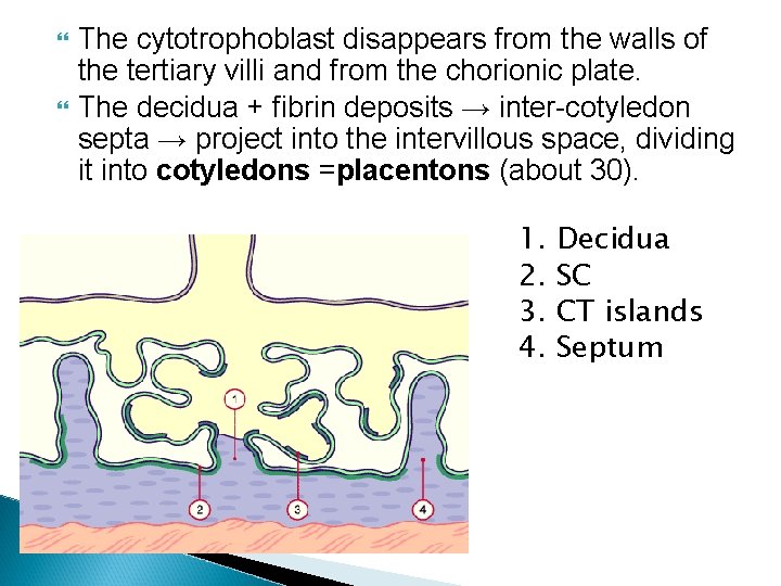  The cytotrophoblast disappears from the walls of the tertiary villi and from the