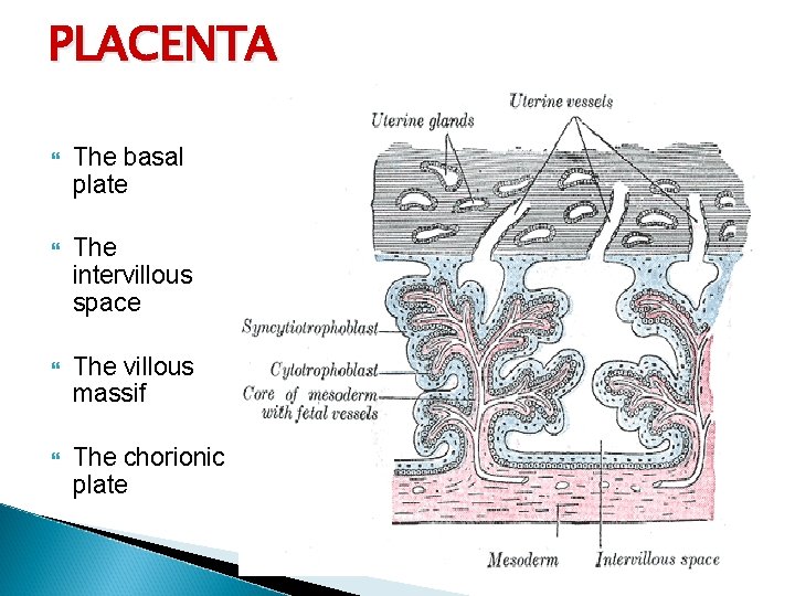 PLACENTA The basal plate The intervillous space The villous massif The chorionic plate 