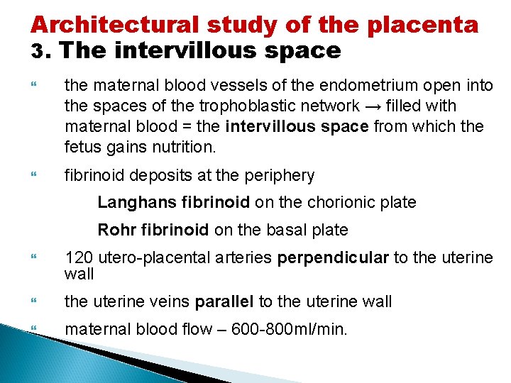 Architectural study of the placenta 3. The intervillous space the maternal blood vessels of