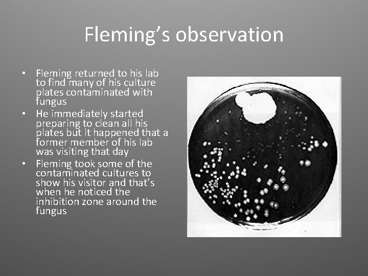Fleming’s observation • Fleming returned to his lab to find many of his culture