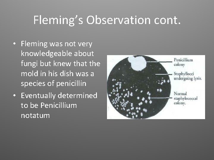 Fleming’s Observation cont. • Fleming was not very knowledgeable about fungi but knew that