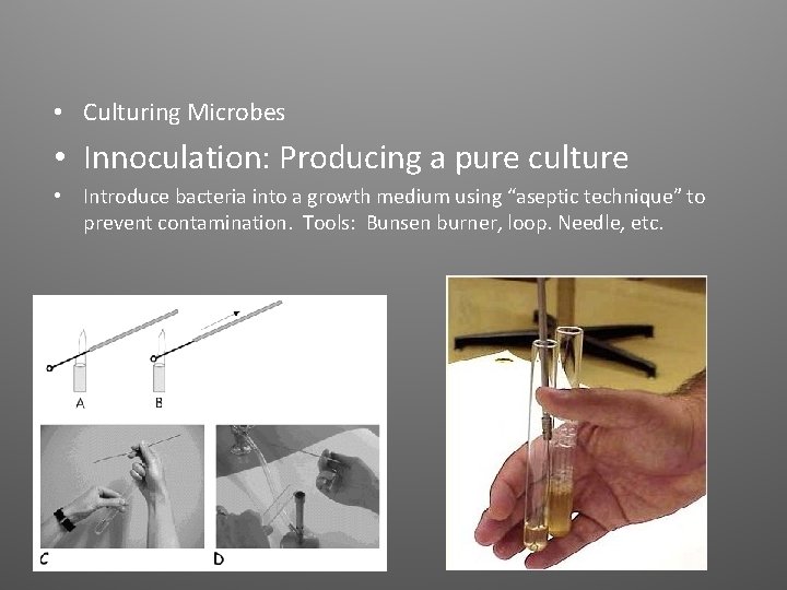  • Culturing Microbes • Innoculation: Producing a pure culture • Introduce bacteria into