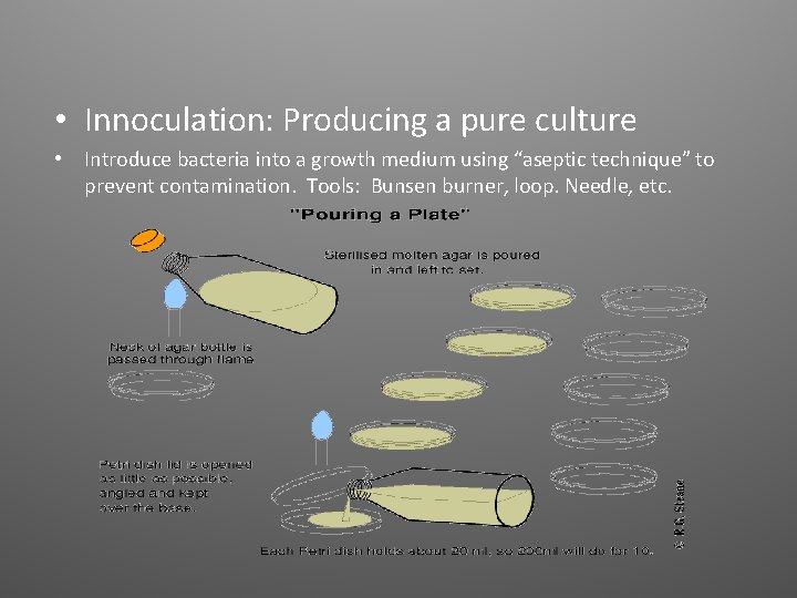 • Innoculation: Producing a pure culture • Introduce bacteria into a growth medium