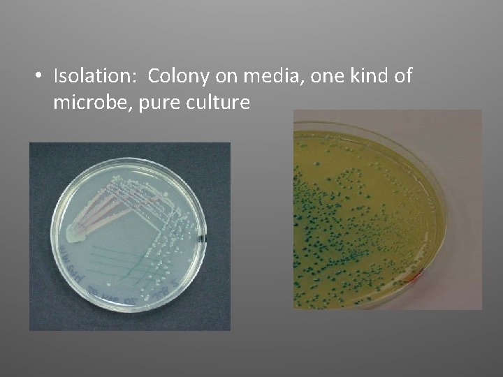  • Isolation: Colony on media, one kind of microbe, pure culture 