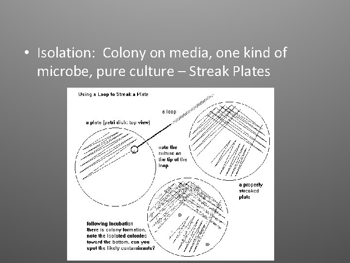  • Isolation: Colony on media, one kind of microbe, pure culture – Streak