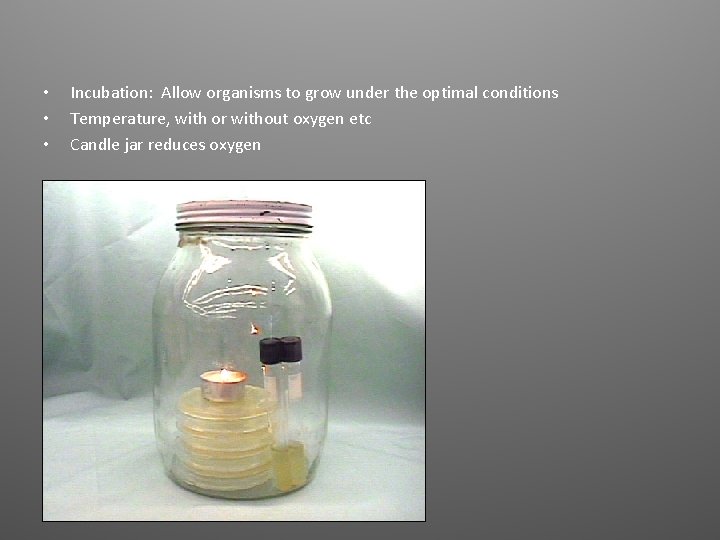  • • • Incubation: Allow organisms to grow under the optimal conditions Temperature,