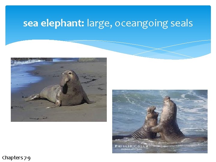 sea elephant: large, oceangoing seals Chapters 7 -9 