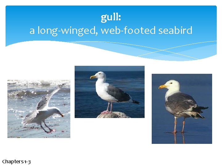 gull: a long-winged, web-footed seabird Chapters 1 -3 