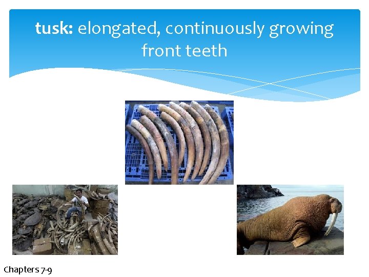 tusk: elongated, continuously growing front teeth Chapters 7 -9 