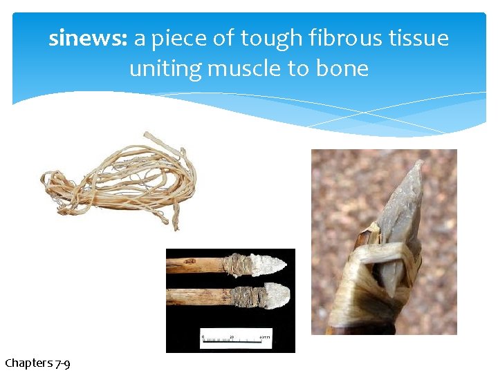 sinews: a piece of tough fibrous tissue uniting muscle to bone Chapters 7 -9