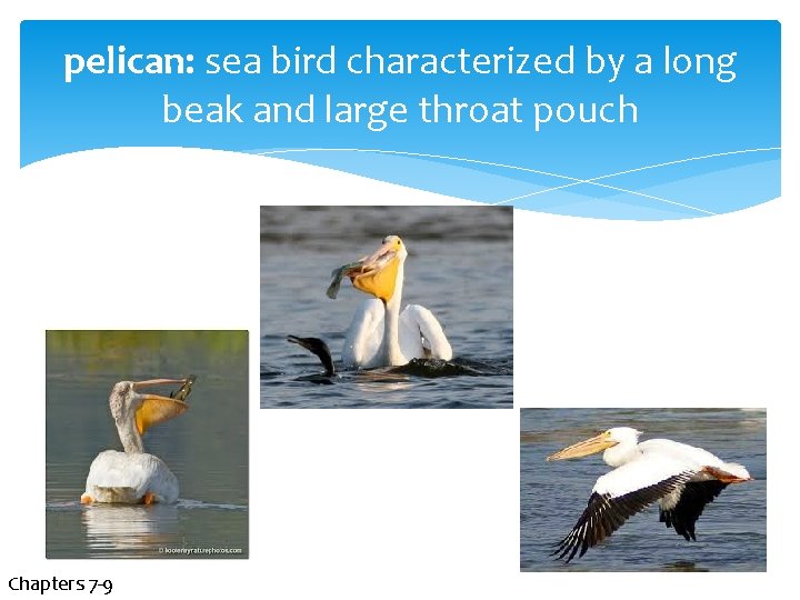 pelican: sea bird characterized by a long beak and large throat pouch Chapters 7
