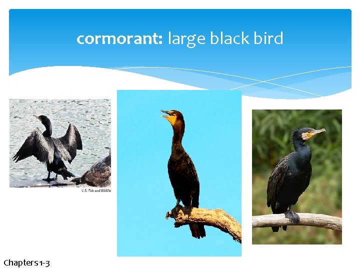 cormorant: large black bird Chapters 1 -3 