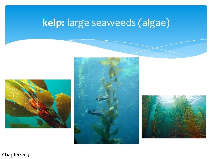 kelp: large seaweeds (algae) Chapters 1 -3 