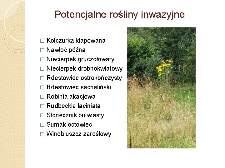 Potencjalne rośliny inwazyjne Kolczurka klapowana � Nawłoć późna � Niecierpek gruczołowaty � Niecierpek drobnokwiatowy