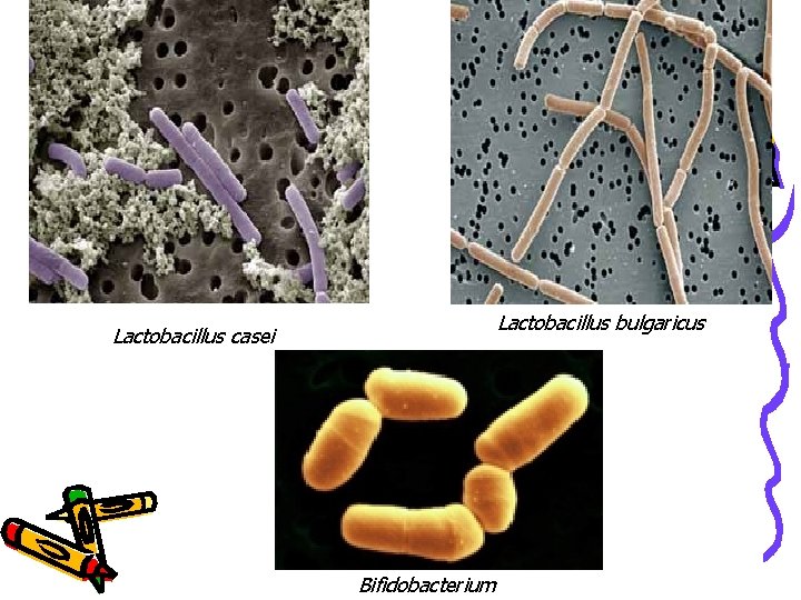  • Lactobacillus bulgaricus Lactobacillus casei Bifidobacterium 