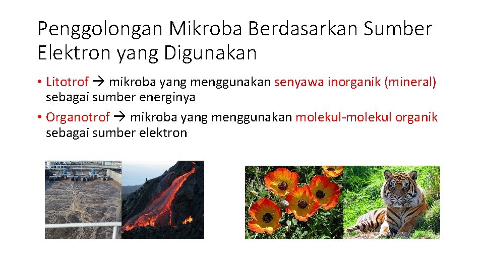 Penggolongan Mikroba Berdasarkan Sumber Elektron yang Digunakan • Litotrof mikroba yang menggunakan senyawa inorganik