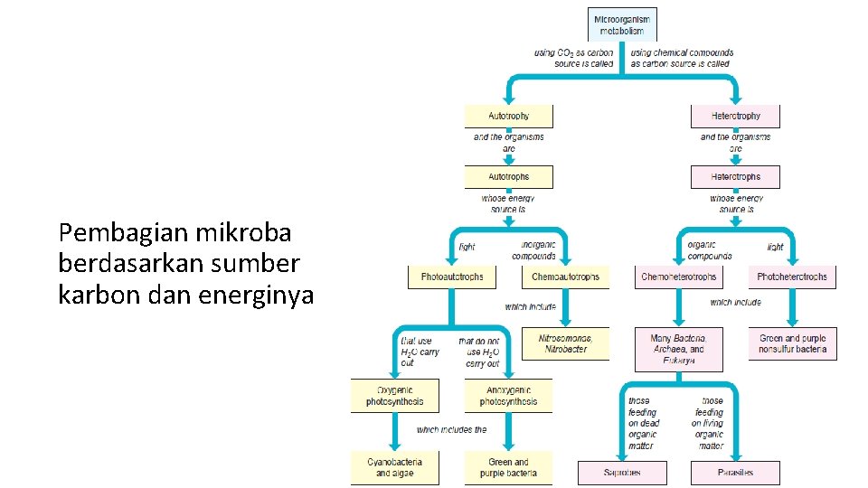 Pembagian mikroba berdasarkan sumber karbon dan energinya 