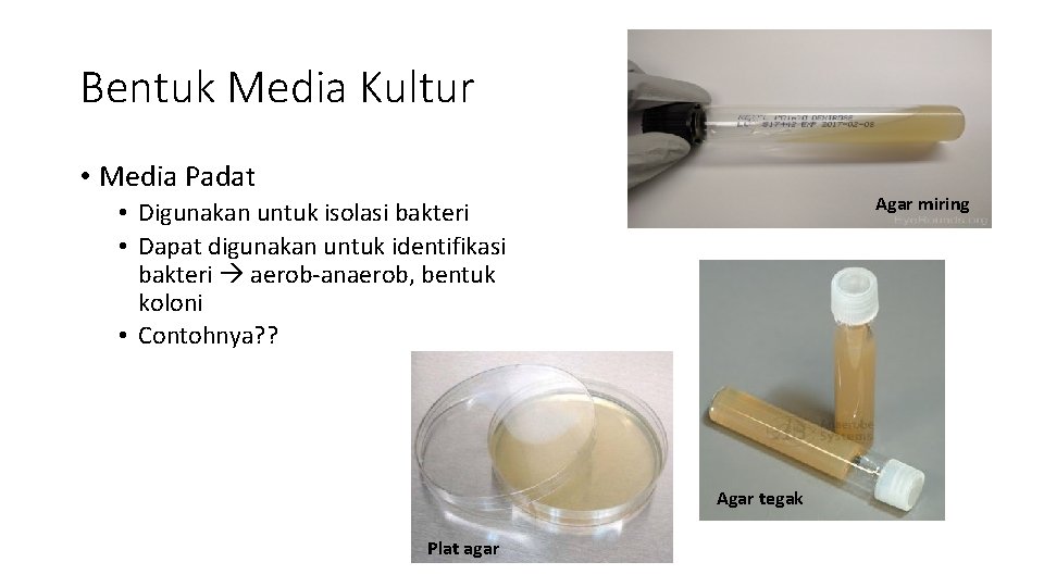 Bentuk Media Kultur • Media Padat Agar miring • Digunakan untuk isolasi bakteri •