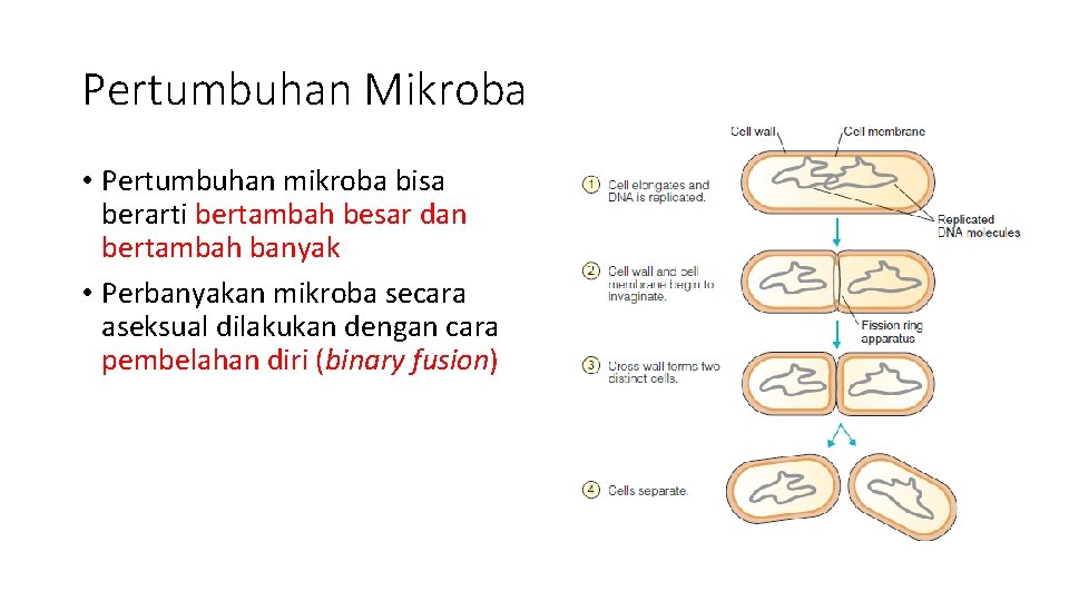 Pertumbuhan Mikroba • Pertumbuhan mikroba bisa berarti bertambah besar dan bertambah banyak • Perbanyakan