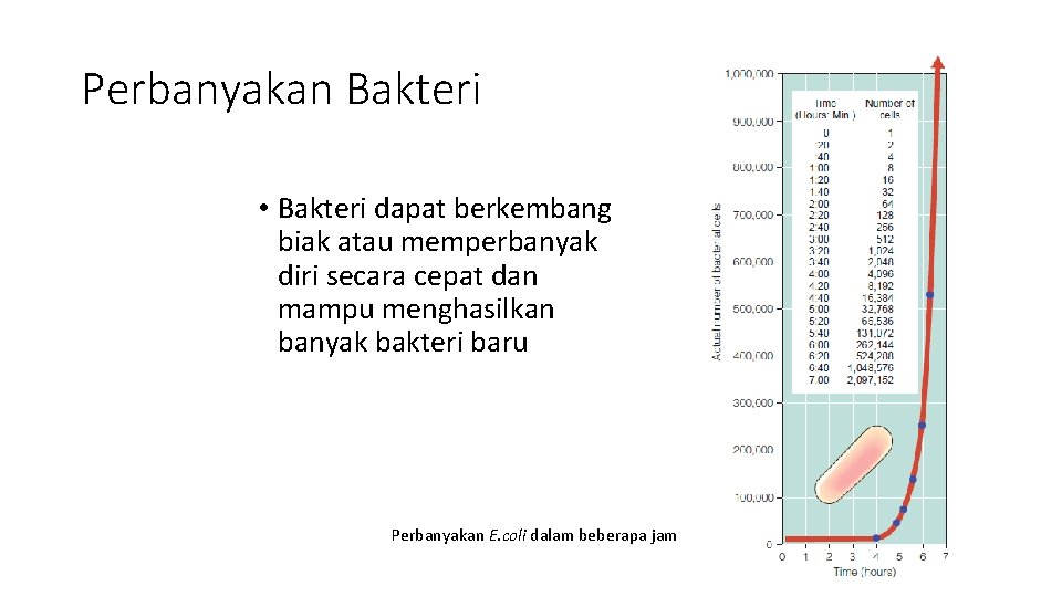Perbanyakan Bakteri • Bakteri dapat berkembang biak atau memperbanyak diri secara cepat dan mampu