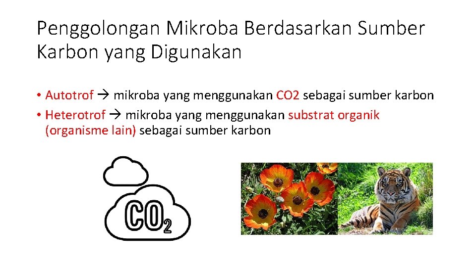 Penggolongan Mikroba Berdasarkan Sumber Karbon yang Digunakan • Autotrof mikroba yang menggunakan CO 2