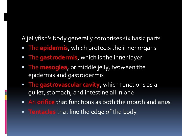 A jellyfish's body generally comprises six basic parts: The epidermis, which protects the inner