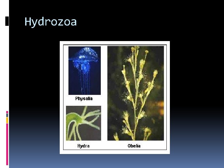 Hydrozoa 