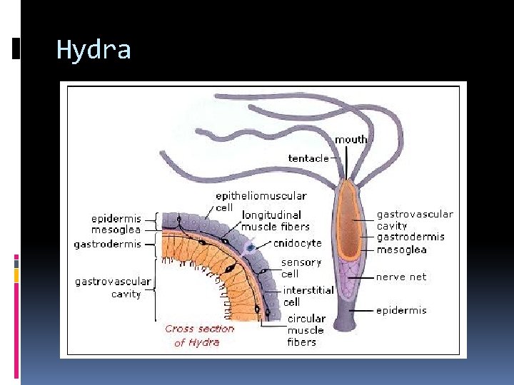 Hydra 