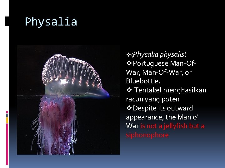 Physalia v(Physalia physalis) v. Portuguese Man-Of. War, Man-Of-War, or Bluebottle, v Tentakel menghasilkan racun