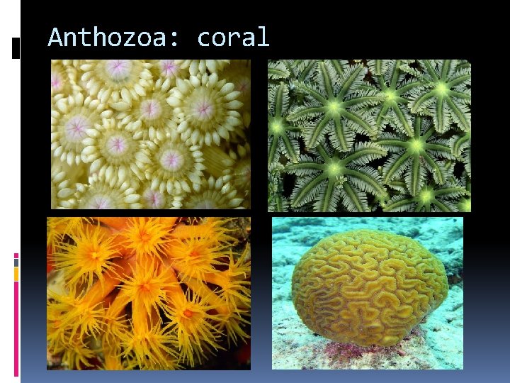 Anthozoa: coral 