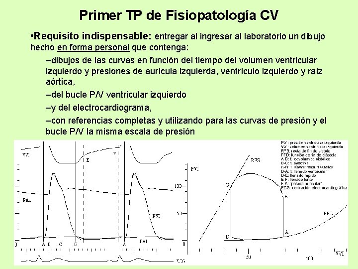 Primer TP de Fisiopatología CV • Requisito indispensable: entregar al ingresar al laboratorio un