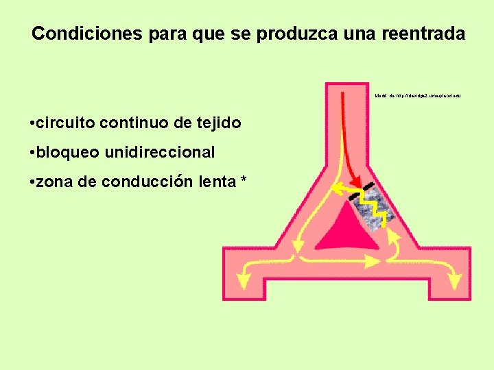 Condiciones para que se produzca una reentrada Modif. de http: //davidge 2. umaryland. edu