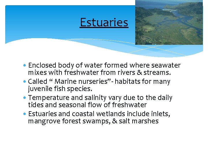 Estuaries • Enclosed body of water formed where seawater mixes with freshwater from rivers