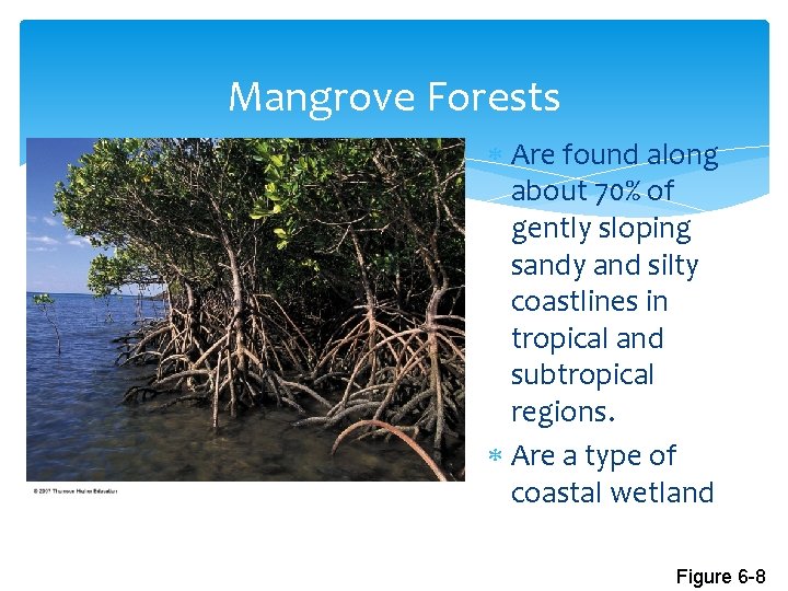 Mangrove Forests Are found along about 70% of gently sloping sandy and silty coastlines