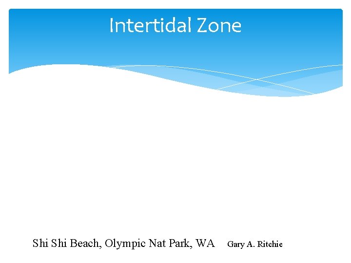 Intertidal Zone Shi Beach, Olympic Nat Park, WA Gary A. Ritchie 