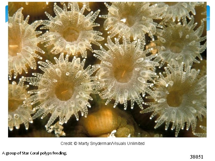Credit: © Marty Snyderman/Visuals Unlimited A group of Star Coral polyps feeding. 38051 