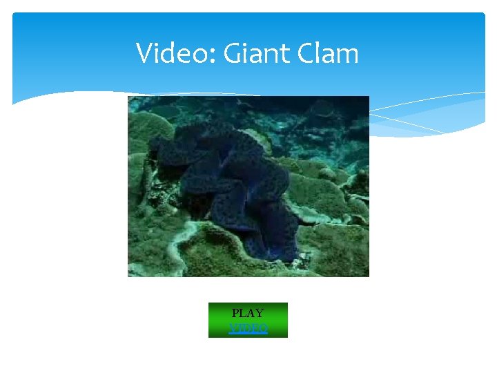 Video: Giant Clam PLAY VIDEO 