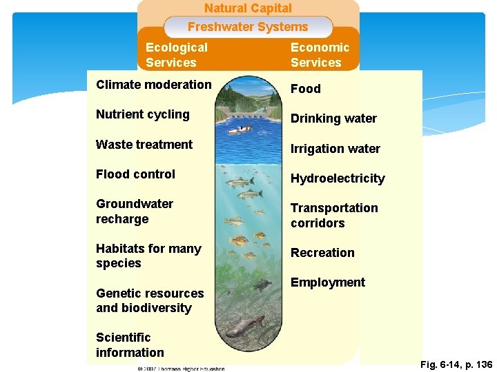 Natural Capital Freshwater Systems Ecological Services Economic Services Climate moderation Food Nutrient cycling Drinking